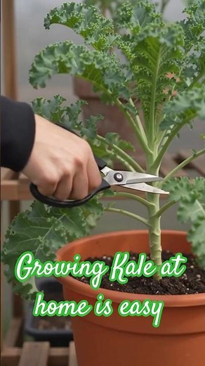 How to Grow Kale in a Pot | Seed to Harvest in Easy Steps