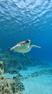 150K views · 2.4K reactions | The beauty of Green Bay, Protaras  #protatas #greenbay #cyprus  @louis.hiro  | MyCyprus | Facebook