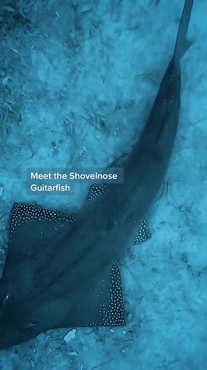 Discover the Fascinating Shovelnose Guitarfish