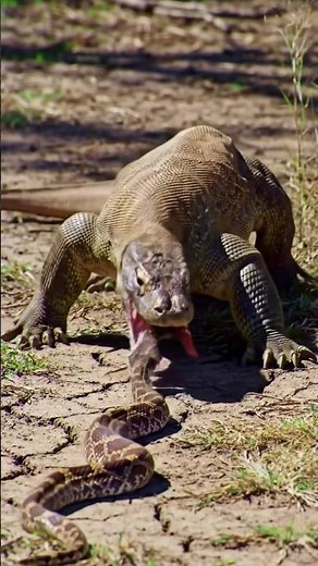 Komodo Eats Taipan snake? Scariest Duel!🐍 #komodo #inlandtaipan