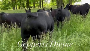 New to the bull battery this year, Gepperts Divine was selected as the top selling bull from Rock Creek ranch this spring. He is a standout son of Sitz Resilient and backed by an incredible ICC Pay Raise daughter. He’s been out for 2 months now and holds his condition like a champ. He will represent one of the largest sire groups for our 2023 calf crop, this young star is really impressing us! #musgraveangus #angusthatthrive | Musgrave Angus