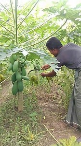 351K views · 3.7K reactions | Taiwan King Papaya Pruning Techniques for Better Growth and Yield #PapayaPruning #TaiwanKingPapaya #FruitTreeCare #PruningTips #Agriculture #Horticulture #PlantCare #CropManagement #PapayaFarming | আধুনিক কৃষক | Facebook