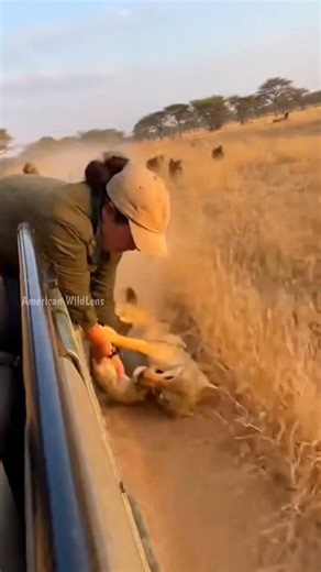 UNFILTERED SAFARI: Baboons Close In as African Golden Wolf Loses Grip! 🌍🐾