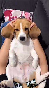 2.9K views · 97 reactions | POV you get a long tail buddy  ➡ Feel free to send us photos/videos of your fur babies or join our group to be featured on our Page ❤️ | Beagle Overload | Facebook