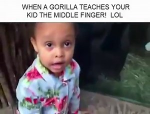 Quand un gorille apprend à une petite fille à faire un doigt d'honneur