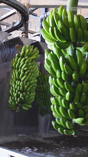 38K views · 290 reactions | Here’s how a researcher from KeyGene, a genetics company in the Netherlands, is trying to create a resistant cavendish banana. #cavendish #bananas #extinction | Insider Science | Facebook