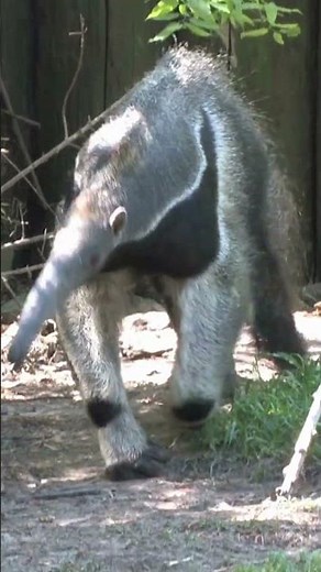 Anteater sound | anteater sound video