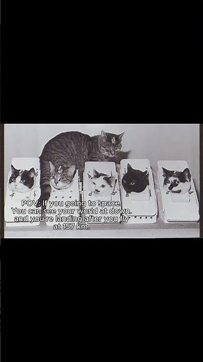 This is the first cat in space...
