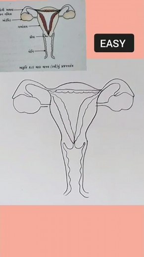 Female Reproductive system Diagram class 10 CBSE