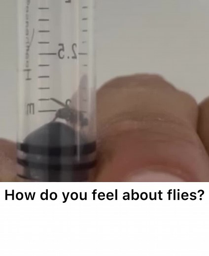 Dealing with Annoying Flies: Effective Solutions and Tips