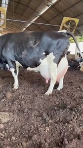 877K views · 10K reactions | Big udder milking cow | High capacity milking cow | Amazing Big udder milking cow | میرا ساہیوال ٹی وی | Facebook