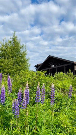 The countdown is on! The Wild Center reopens in ONE WEEK! From the brand new Raquette River Roll to swimming turtles and fish to adventures on Wild Walk and blooming spring flowers – adventure awaits. Step into the wild with us. Doors open on Friday, May 2 and will be open daily all summer from 10am to 5 pm. Plan your visit and get tickets at wildcenter.org. | The Wild Center
