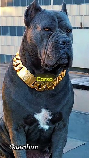 Are They Really Scary? 🧐 #dog #pets #shorts
