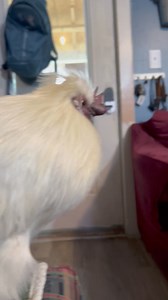 It can be quite a process to be snuggled by Charlotte the pig. She’s got to get just the right position with the bedding laid out right. So, I thought I’d share a full look at all that is involved. Cute, hilarious, but most of all endearing! | Life With Pigs