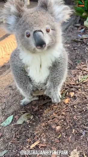 Identifie en commentaire quelqu’un qui applique la même stratégie que le koala, marsupial endémique d’Australie devenu plus stupide pour survivre 🐨🤣 #animal #nature #koala #australia #wildlife | Frère Faucon
