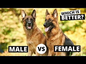 Male vs Female German Shepherd: Which is Better?