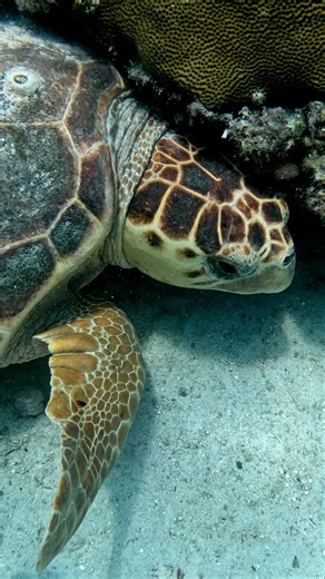 Huge turtle blocks our Lobster hole