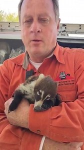 6.7K views · 284 reactions | Please keep this baby coati mundi in your prayers. He was severely bitten by a dog at Catalina State Park in Oro Valley, AZ. He is currently under veterinary care at Tucson Wildlife center | Animal Experts, Inc. | Facebook