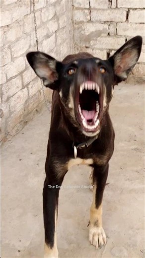 Aggressive Dog Reaction When Set Free | Real Scary Barking