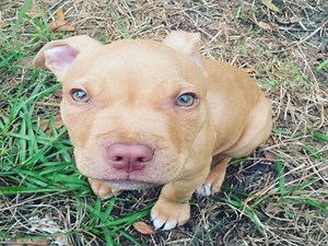 Red Nose Pitbull: The Ultimate Guide to Everything You Need To Know About This Breed ⋆ American Bully Daily
