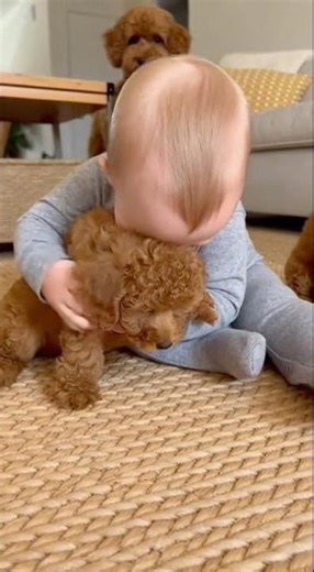 トイプードルを可愛いがる赤ちゃん？👶🐩#dog #baby #cute #funny #shorts #shortvideo #赤ちゃん