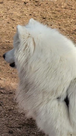 мечта 😆☺👍 #cat #dog #pets #live #life #жизнь #rils #юмор #humor #собака