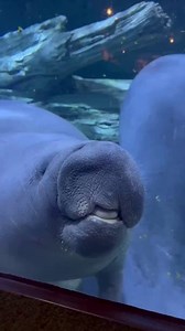 33K views · 988 reactions | A “silly” manatee squished its face against aquarium glass at Ohio’s Cincinnati Zoo, recently released footage shows. The zoo posted the video, which was captured on February 28, with the caption, “Even manatees act silly sometimes.” | Newsweek | Facebook