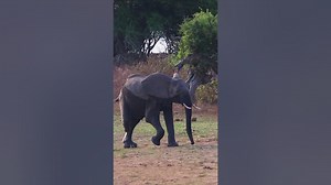 This is how an elephant walks with 3 legs ?