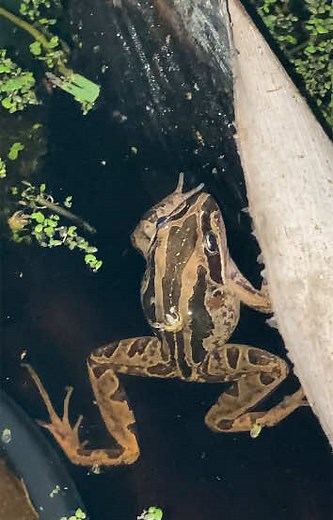 Striped Marsh Frog: An Insight into Its Sounds