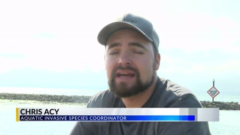 Zebra mussels in lakes across Wisconsin threaten local ecosystems with toxic algae & mercury