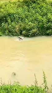 dog save baby deer from river | #shorts #facts #animals | Reel Fact