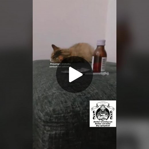 kucing mandi on TikTok