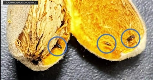 Invasive bug leads to almond crop concern across California