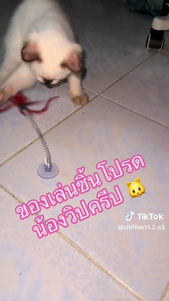 ของเล่นชิ้นโปรดน้องวิปครีมน้องชายตัวน้อย #CapCut #สัตว์เลี้ยงtiktok #ทาสหมาทาสแมว #ทาส #แมว #แมวน่ารักๆ🐱💛🧡💜💙💚 #คนรักแมว #คนรักทาสแมว #ทาสแมว #capcut