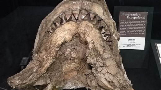 Nearly complete fossil of Great White Shark ancestor discovered