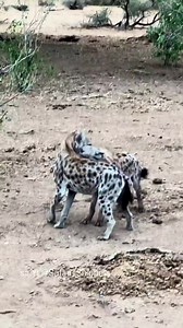44K views · 82 reactions | Young hyenas playing fight. | Nature animal life | Facebook