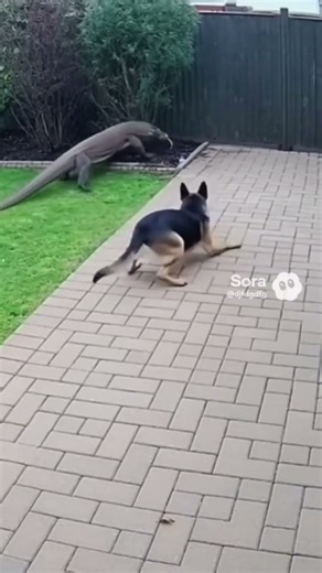 Dog vs Monitor Lizard: Fierce Wildlife Battle! #wildlifefight #animalbattle #natureshowdown
