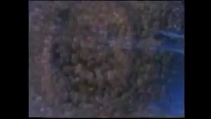 1998 Promo : Free Download, Borrow, and Streaming : Internet Archive