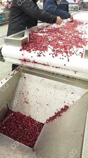 Pomegranate Seed Processing Line #machine