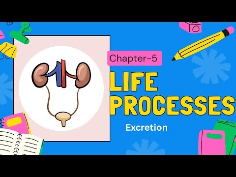 Excretion in Humans | Class 10 Science Chapter 5 Life Processes | Easy Explanation & Diagram | CBSE