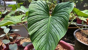 220K views · 5.5K reactions | Plantita Journey Vlog #71 || More gardens in Silang selling rare plants For inquiries, contact and location details, please visit their FB page: https://www.facebook.com/Dianne.Sapitula03/ https://www.facebook.com/111748627225298/ | Jo Ann Plastina | Facebook