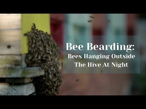 Bee Bearding: Bees Hanging Outside The Hive At Night | Busy Beekeeping