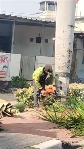 Woodworking project the process of felling large palm trees #shortvideo #treecutting #chainsaw 5142