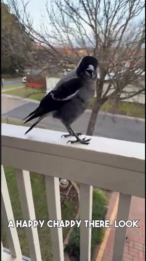 Baby Magpie Sounds: Learning the Aussie Anthem #magpie #birdsounds