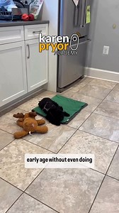 Pet guardians often focus exclusively on training sessions for teaching pets new skills and reinforcing good behavior. However, effective training extends beyond these sessions—it happens all day, every day! When you reward positive behavior choices throughout the day, you encourage your dog to repeat those actions. KPA faculty member Juliana DeWillems (JW Dog Training & Behavior Consulting) recommends the following tips for integrating this method into your daily routine: Keep Treats Handy: At 