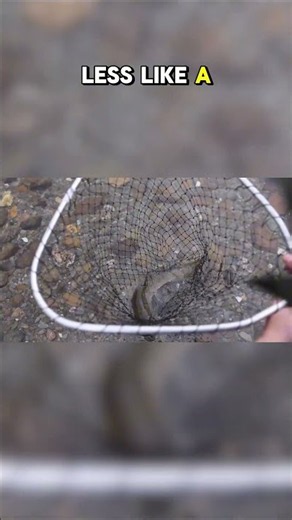 Top Ten Freshwater Species in Danger of Extinction: Joel's Unbelievable Catch