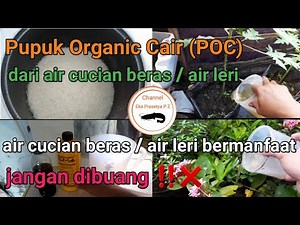 Pupuk Organik Cair (POC) dari air cucian beras / air leri