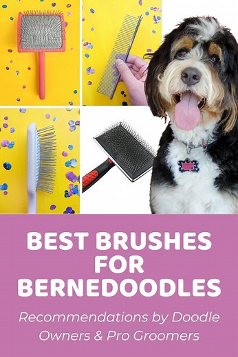 Best Brush for Bernedoodles: Recommendations by Doodle Owners & Pro Groomers