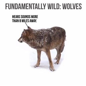 170K views · 915 reactions | Did you know gray wolves are crucial in driving evolution and balancing ecosystems? In honor of #WolfAwarenessWeek, learn more about America's gray wolves, our work to protect them, and how you can help: https://biodiv.us/2qAGBwu | Center for Biological Diversity | Facebook