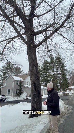 Bleeding Canker on Norway Maple: When Treatment Isn’t Recommended